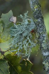 Ramalina subleptocarpha