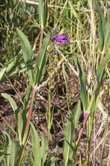 Penstemon strictus