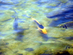 Amphilophus citrinellus