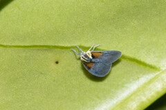 Bothriocera