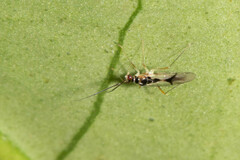 Hyaliodes