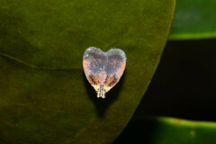 Bothriocera