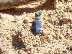 Cicindela tranquebarica sierra