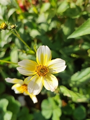 Bidens aurea