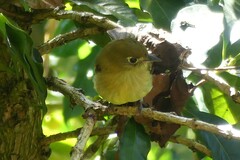 Empidonax flavescens