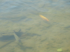 Cichlidae