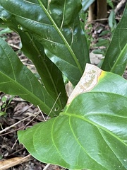 Anthurium crenatum