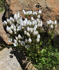 Gentianaceae