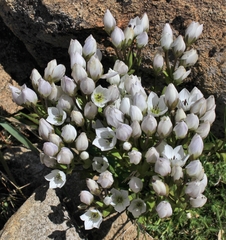 Gentianaceae