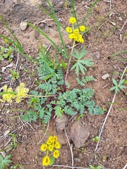 Lomatium cous