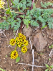 Lomatium cous