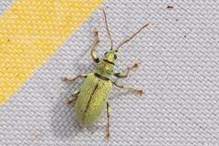 Phyllobius argentatus