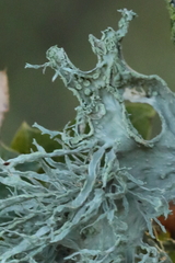 Ramalina subleptocarpha