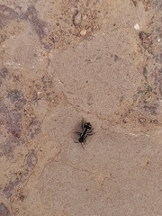 Hoplomutilla