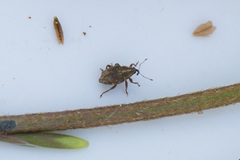 Trichosirocalus troglodytes