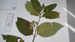 Asclepias ovata