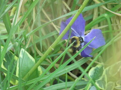 Bombus opifex