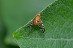 Myoleja lucida