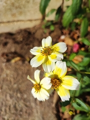 Bidens aurea