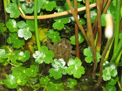 Pleurodema cinereum
