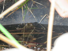 Pleurodema cinereum