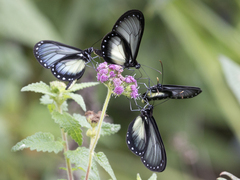 Hyalyris coeno coeno