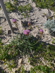 Armeria maritima