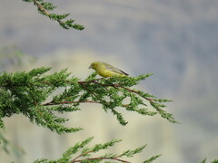 Sicalis olivascens