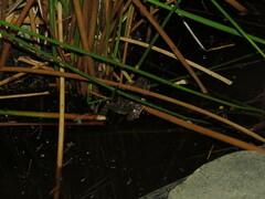 Pleurodema cinereum