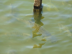 Barbonymus gonionotus