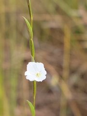 Evolvulus sericeus