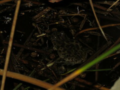 Pleurodema cinereum