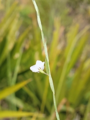 Evolvulus sericeus