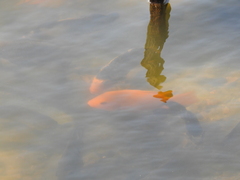 Amphilophus citrinellus