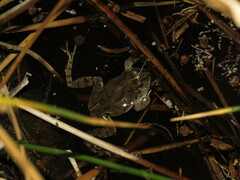 Pleurodema cinereum