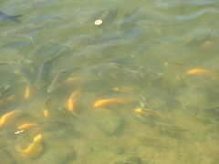 Amphilophus citrinellus