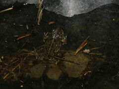 Pleurodema cinereum