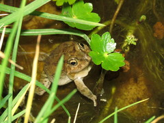 Pleurodema cinereum