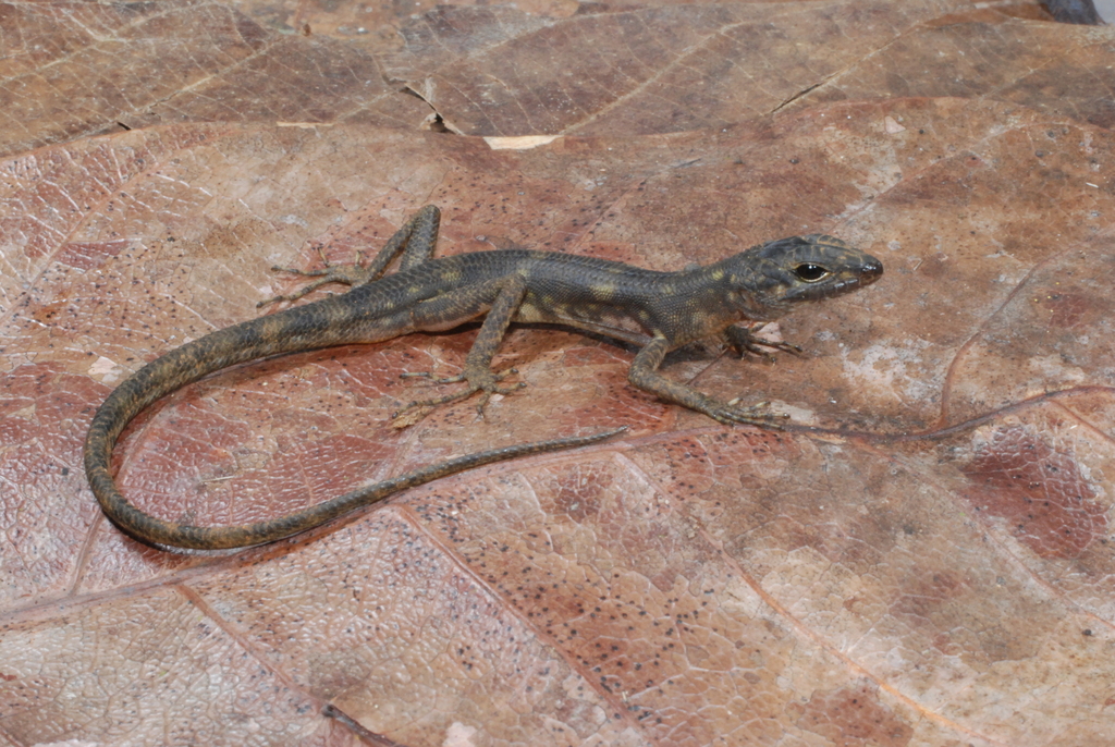 Fojia Skink