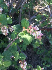 Ribes malvaceum