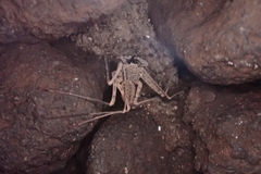 Paraphrynus laevifrons