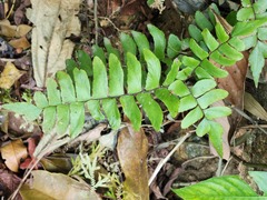 Adiantum latifolium
