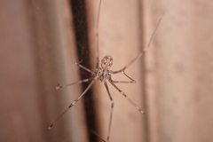Physocyclus globosus