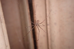 Physocyclus globosus