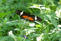 Heliconius clysonymus