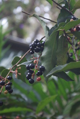 Ardisia compressa