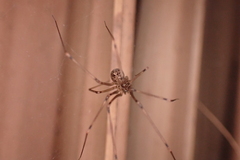 Physocyclus globosus