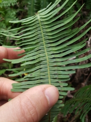 Sticherus owhyhensis