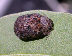 Trachymela scabra