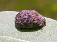 Trachymela scabra